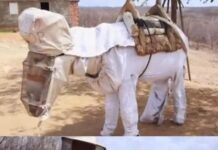 Apicultor protege a su fiel burrito Boneco durante la recolección de miel