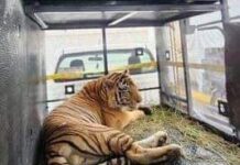 Capturan a Tigre en Reynosa; se había escapado desde hace ya varios días.