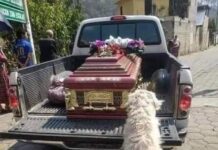 El amor y la fidelidad de los perritos no tiene límites.