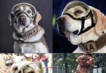Hoy se recuerda nuevamente a la perrita ‘Frida’ quien a lo largo de su carrera, ayudó a encontrar 53 personas, 12 de ellas con vida
