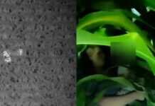 DRON ENCUENTRA A NIÑO DE 3 AÑOS QUE SE PERDIÓ EN UN MAIZAL