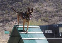Participan binomios caninos de la Policía Estatal en operativos contra el delito*