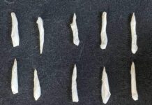 Unidad K-9 de la SSP Sonora incauta narcótico en operativos de prevención en HMO