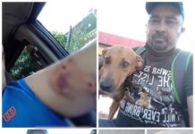 Ocurrió en Mexicali. Le dicen el «héroe canino», su nombre es Jorge Jaime.