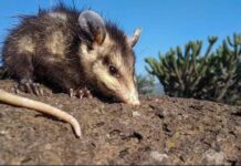 El tlacuache es una especie endémica de México