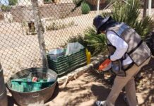 MANTIENE GOBIERNO DE SONORA ACCIONES CONTRA EL MOSQUITO TRANSMISOR DEL DENGUE