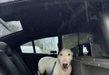 Un policía rescató a un perro que estaba atado en una carretera de Florida antes de la llegada del huracán Milton.