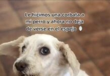 ¡El perrito vanidoso! Los dueños de un perrito decidieron ponerle una corbata al pequeño can para que luciera elegante.