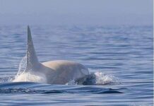 Se da un raro avistamiento de dos orcas blancas cerca de la costa de Hokkaido, Japón