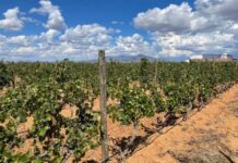 Sonora mantiene el primer lugar en producción de uva de mesa en México*