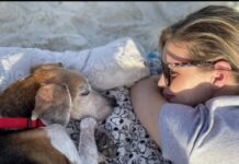 Así deberíamos despedirnos de nuestros compañeros perritos