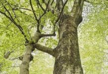 Un árbol cortado y el otro lo mantiene vivo, una maravilla de la naturaleza.