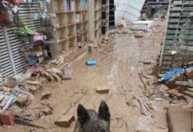 héroes caninos y sus entrenadores que están salvando vidas y encontrando personas desaparecidas tras l