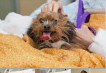 Un hombre de 69 años de edad, en sus últimos momentos, solicitó estar junto a su amado Yorkshire Terrier de 5 años.