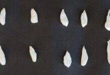 Binomios caninos participan en la detención de una persona por posesión de narcótico