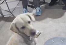 Perrito va a “comprar” su comida en puesto callejero.