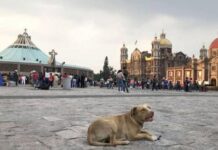 Cada 12 de diciembre, cientos de perritos persiguen a sus dueños desde distintas entidades rumbo a la Basílica de Guadalupe