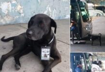 Este lomito en situación de calle llegó hace año y medio a la terminal de autobuses de Ejido