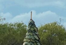 Señor se vuelve tendencia en redes sociales por hacer su pino de Navidad con nopalitos.