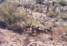 Exitosa la introducción de borrego cimarrón en la sierra: Celida López