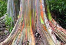 Eucalipto Arcoíris (Eucalyptus deglupta).