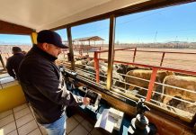 Gestiones del Gobernador Durazo reanudan en Sonora la exportación de ganado a Estados Unidos