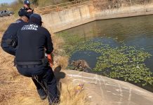 Policía Estatal rescata a venado atrapado en canal de riego en Huatabampo.
