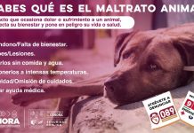 Promueve Secretaría de Seguridad Pública la denuncia hacia el maltrato animal