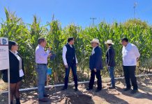 PRESENTAN EN ITVY MAESTRÍA EN CIENCIAS EN PRODUCCIÓN AGRÍCOLA SOSTENIBLE