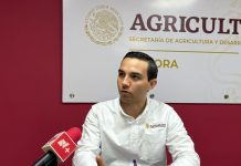 EXPORTACIÓN DE GANADO DE NOGALES A ESTADOS UNIDOS FUERA DE PELIGRO; SE DESCARTA PRESENCIA DE FIEBRE AFTOSA