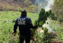 Grupos especializados de la SSP del Gobierno de Sonora localizan y destruyen plantíos de marihuana en Álamos*