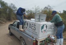 MUNICIPIO DE CAJEME IMPULSA LA CONSERVACIÓN DEL BAGRE YAQUI