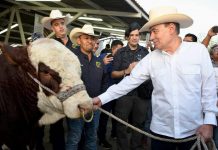 Logra Gobernador Durazo regularizar el ritmo de exportación de ganado a Estados Unidos