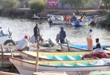 Gobernador Durazo posiciona a Sonora como líder nacional en producción de camarón