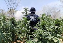 Detecta y destruye Gobierno de Sonora más de 22 toneladas de marihuana: Seguridad Pública*