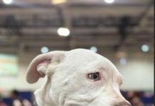 Gobierno de Sonora ofrece servicios en beneficio de animales de compañía en Unison