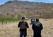 Localiza y destruye Gobierno de Sonora 21 toneladas de marihuana en Álamos*