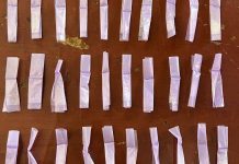 Binomios caninos del Gobierno de Sonora localizan presunto narcótico en colonia de Hermosillo*