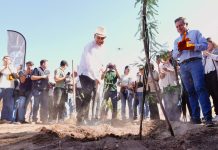 Gobernador Durazo proyecta legado ambiental con plantación de más de 4 mil árboles en La Sauceda