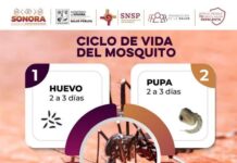Invita Gobierno de Sonora a conocer el ciclo de vida del mosquito para prevenir el dengue