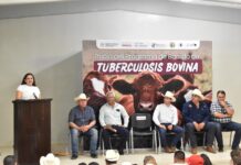 Gobierno de Sonora inicia barrido sanitario para detección de tuberculosis bovina en San Ignacio Río Muerto