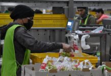 Posiciona Gobierno de Sonora al estado como líder nacional en producción de uva de mesa