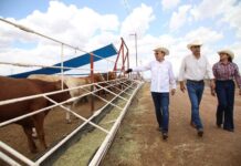 Gobernador Durazo reanuda exportación de ganado a Estados Unidos; Sonora es el primer estado en México