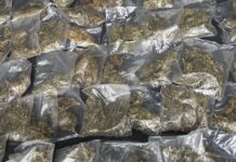 Más de 50 mil dosis de narcótico asegurado en operativos del Gobierno de Sonora en municipios.