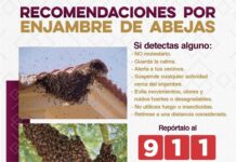 *Exhorta Gobierno de Sonora a reportar presencia de enjambres de abejas al 9-1-1*