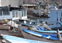 Gobierno de Sonora anuncia el levantamiento de la veda de camarón en beneficio de los pescadores