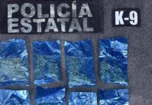 *Binomios K-9 de la Policía Estatal detectan narcótico en Hermosillo*